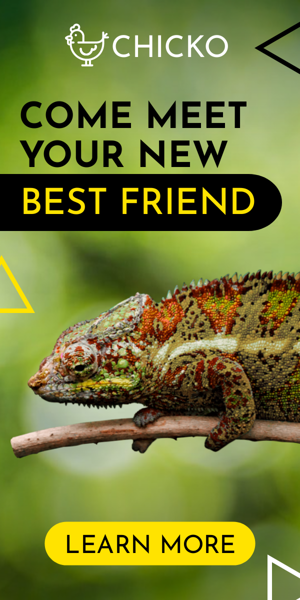 Szablon reklamy banerowej — Kommen Sie und treffen Sie Ihren neuen besten Freund — Zoohandlung