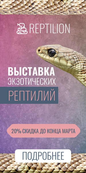 Шаблон рекламного баннера — Выставка экзотических рептилий — 20% скидка до конца марта