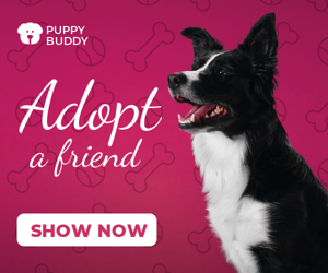 Adopt A Friend — Animal Shelter