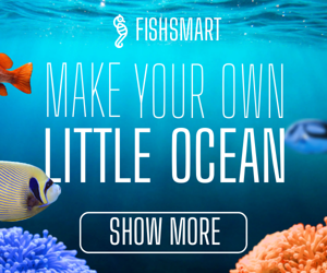 Make Your Own Little Ocean — Pet Shop
