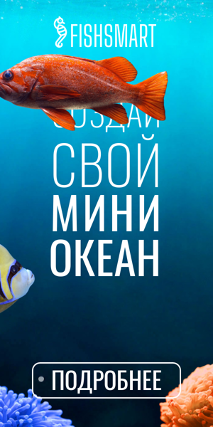 Шаблон рекламного баннера — Создай свой мини океан — зоомагазин