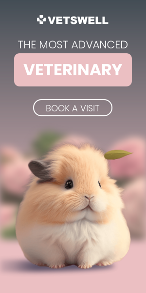Banner ad template — The Most Advanced — Veterinary