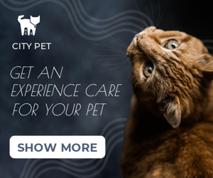 Get An Experience Care For Your Pet — Pet Care